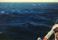 Балл по шкале Бофорта 6 - Сильный бриз